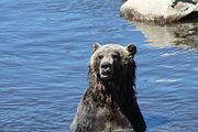 09 - Grouse Mountain - IMG_1523